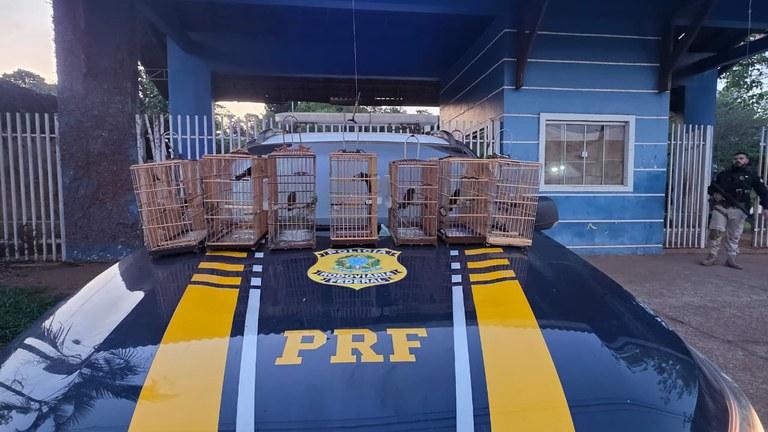 Tucuruí: PRF resgata aves silvestres em fiscalizações na BR-422
