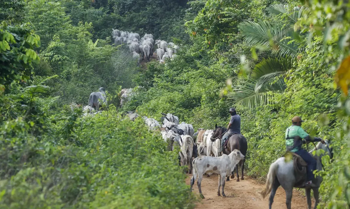 Vaqueiro contratado pelo Ibama é morto durante operação em terra indígena no Pará