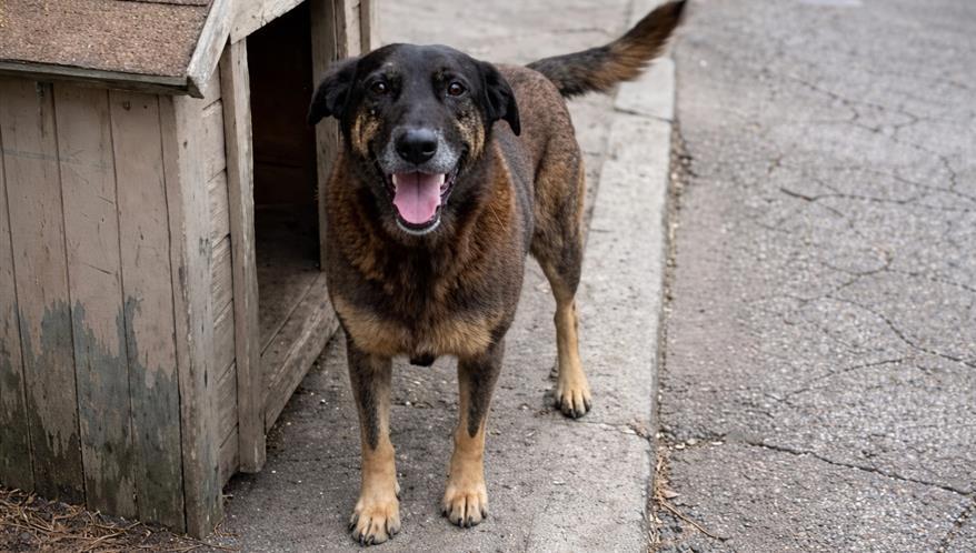 A morte do cão Orelha: brutalidade, comoção e um país em choque
