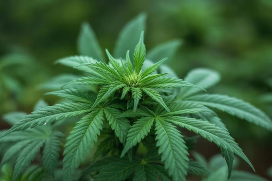 Anvisa discute regras para produção de cannabis medicinal no Brasil nesta quarta (28)