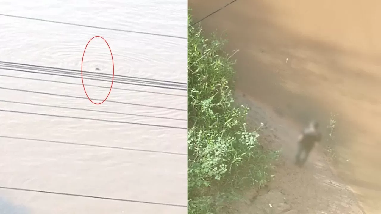 Mais um cachorro é jogado no rio Itacaiunas e morre afogado em Marabá