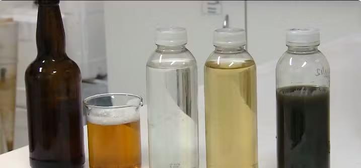 Cocô e xixi de porcos podem virar água potável e até cerveja