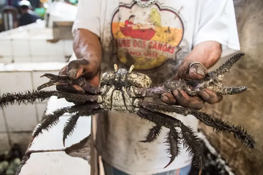 Estado reforça importância do período de defeso do caranguejo-uçá na proteção aos manguezais no Pará