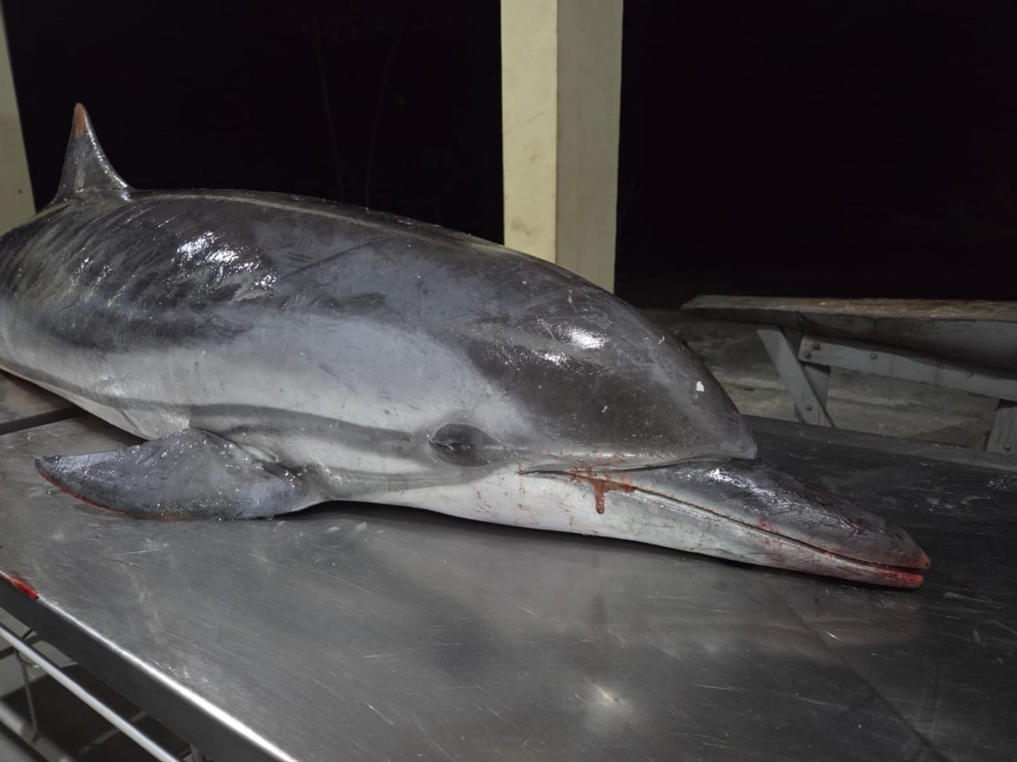 Golfinho-listrado é encontrado morto na praia do Ariramba, em Mosqueiro