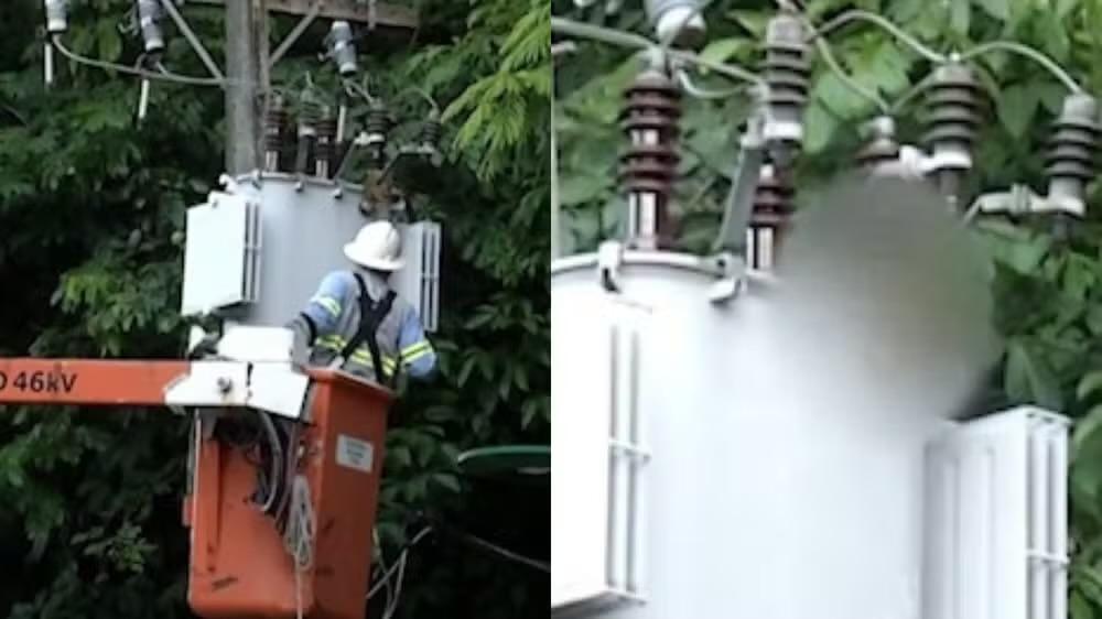 Macaco morre após sofrer descarga elétrica no Bosque Rodrigues Alves, em Belém