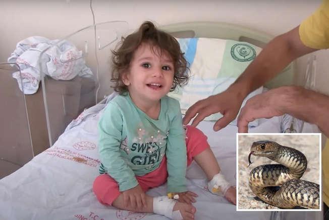Menina de dois anos morde serpente de 50 centímetros que a atacou e mata o animal