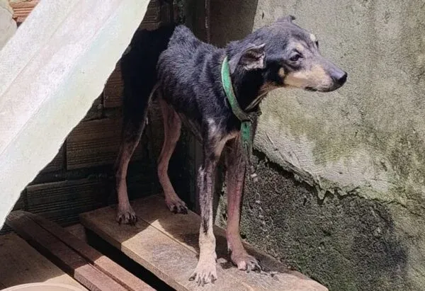 MPPA pede prisão preventiva de suspeito por maus-tratos a animal doméstico em Santana do Araguaia