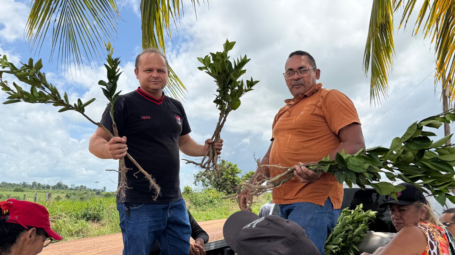 Secretaria Municipal de Agricultura realiza entrega de mudas na região do Janari, em Goianésia do Pará