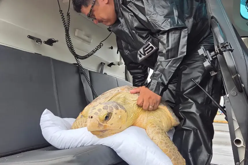 Tartaruga-cabeçuda é resgatada após ser encontrada ferida em praia de Salinópolis