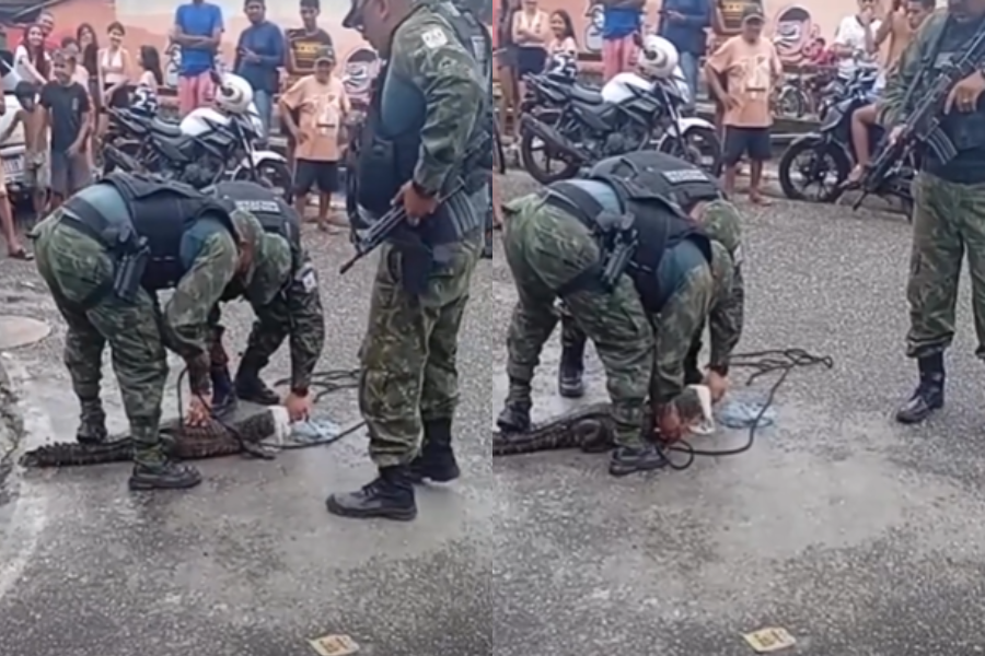 VÍDEO: Jacaré é resgatado pela Polícia Ambiental no canal da Pirajá, em Belém