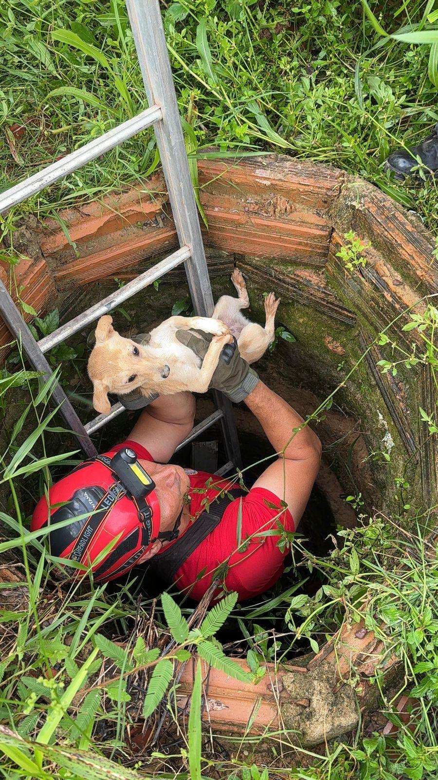 Cachorro é resgatado após cair em poço em Paragominas