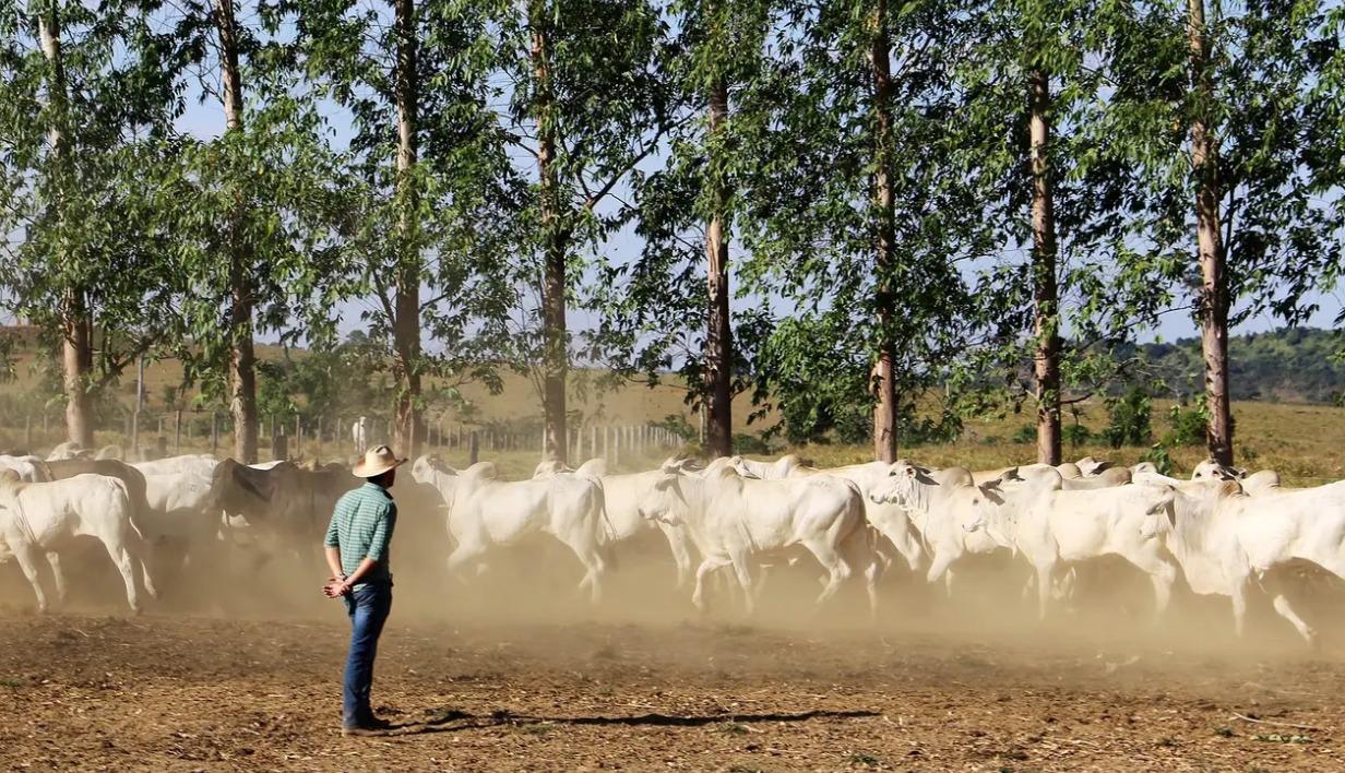 Com incentivo do Estado, produtores avançam na produção sustentável no Pará