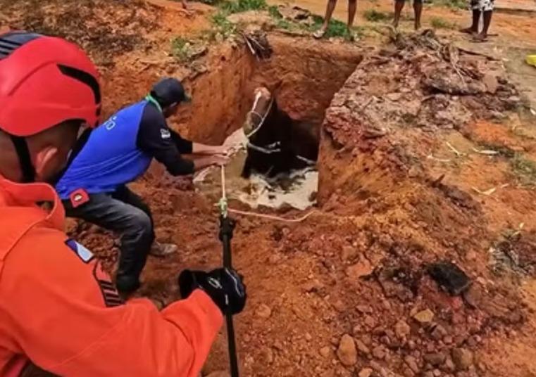 Égua prenha cai em fossa e é resgatada pelos bombeiros no Tocantins