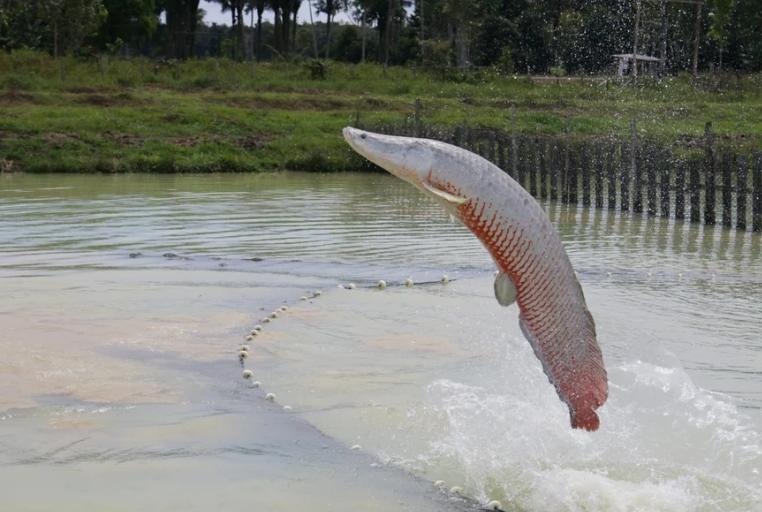 Ibama libera abate de pirarucu fora da Amazônia e classifica espécie como invasora