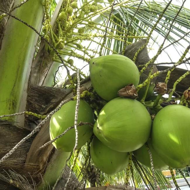 Itupiranga está entre os 20 maiores produtores de coco-da-baía do Norte do Brasil