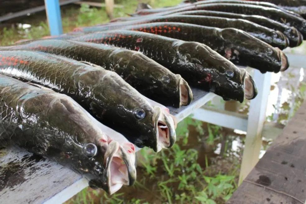 Novo Repartimento se prepara para a 7ª edição da Feira do Peixe