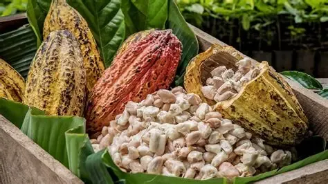 Pará implanta primeiro sistema estadual integrado de rastreabilidade do cacau no Brasil