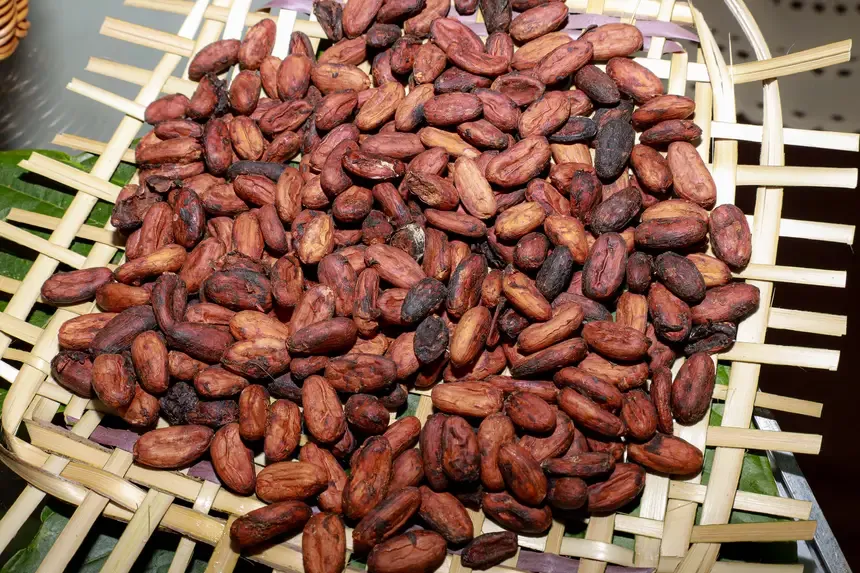 Pará impulsiona cadeia do cacau com incentivo à produção e fomento à exportação