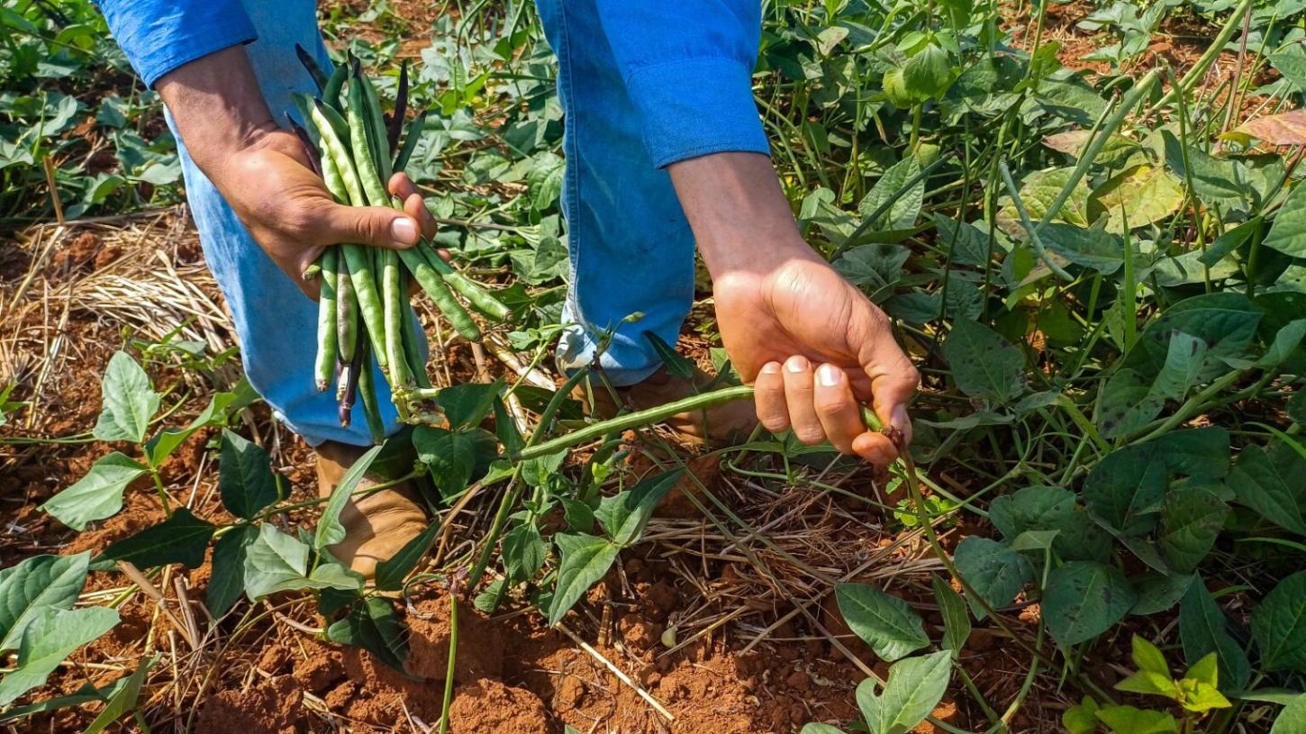 Parauapebas fortalece agricultura familiar e amplia segurança alimentar com o PAA