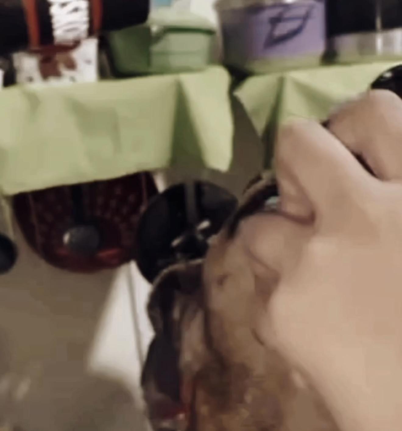 Polícia investiga adolescentes que forçaram cachorro a ingerir bebida no Pará