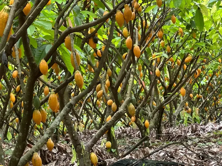 Produtividade do cacau do Pará é a maior do Brasil e uma das maiores do mundo