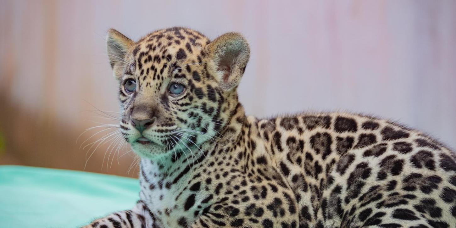 Xingu: oncinha do BioParque Vale Amazônia recebe nome após votação popular