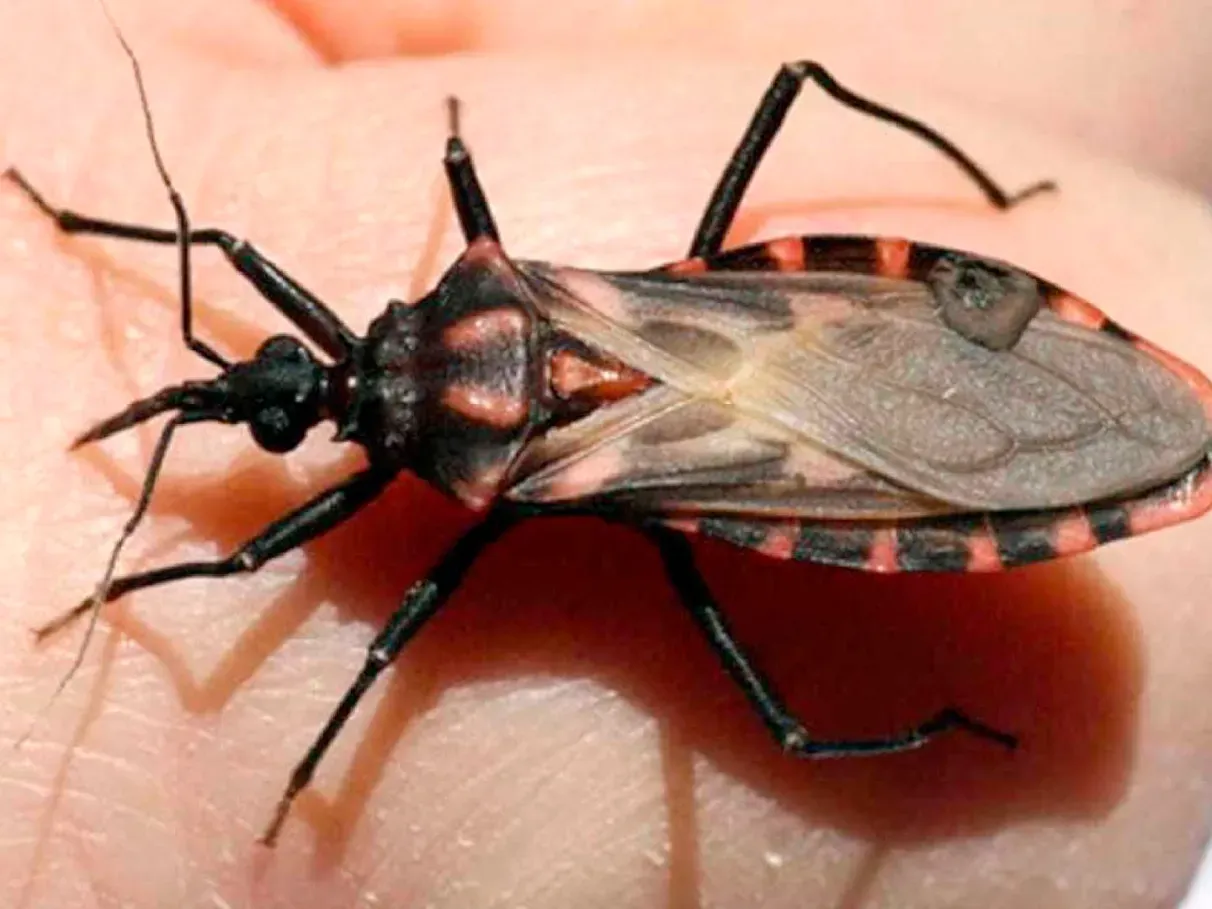 Após surto em Ananindeua, Saúde destina R$ 12 milhões para combate à Doença de Chagas