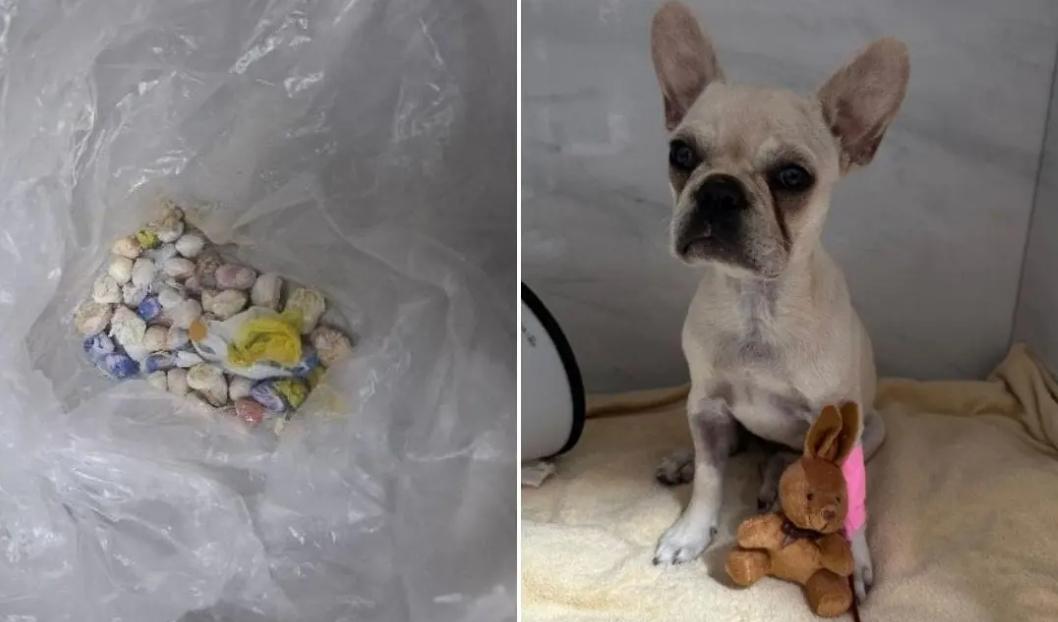 Cachorra é internada após ingerir 55 pedras de crack em Santa Catarina