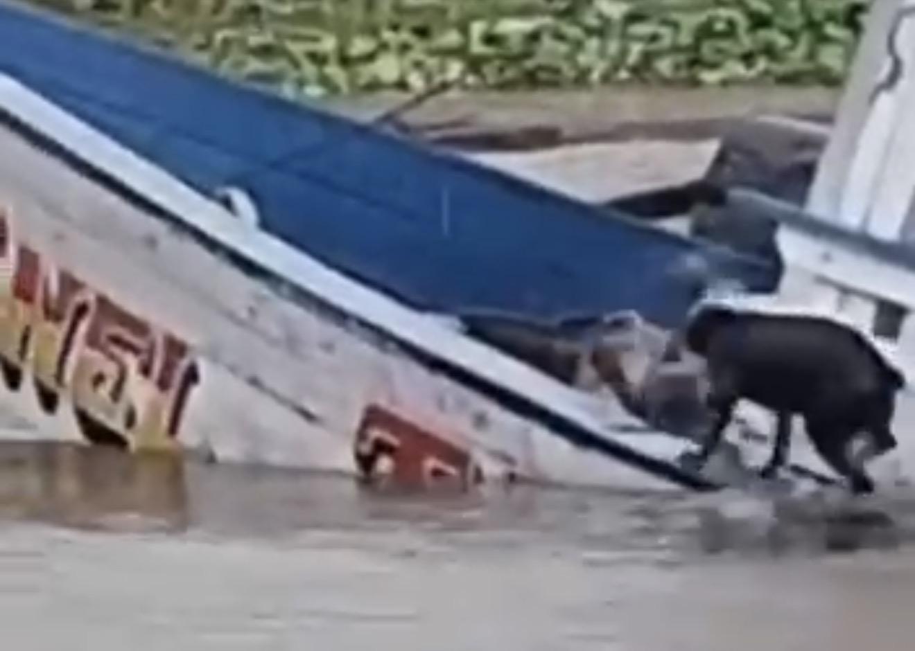 Embarcação naufraga no rio Amazonas e cachorro se salva, em Manaus