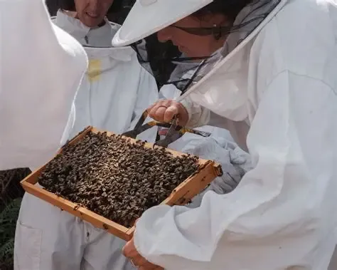 Goianésia do Pará abre inscrições para curso de apicultura com foco na produção de própolis