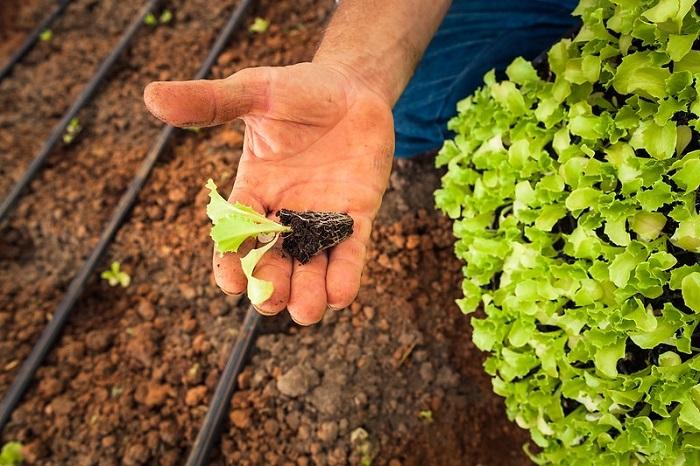 Goianésia do Pará abre inscrições para curso de olericultura fundamental