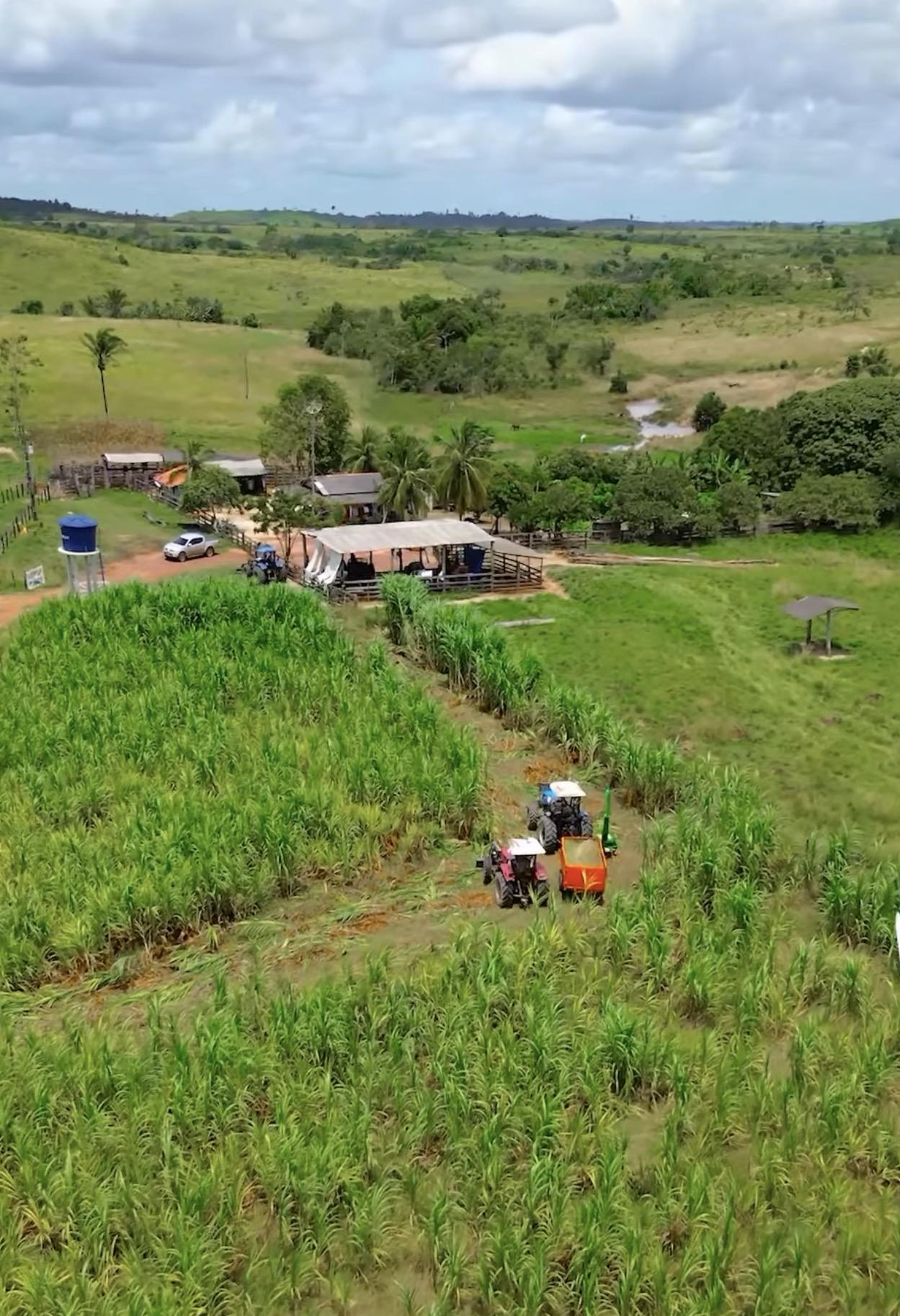 Goianésia do Pará reforça apoio ao campo com colheita mecanizada para produção de silagem