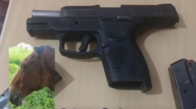 Homem é detido após atirar em burro na zona rural de Bacabal