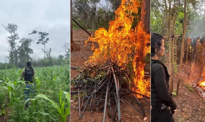 Mais de 10 mil pés de maconha são destruídos em terra indígena em Grajaú (MA)