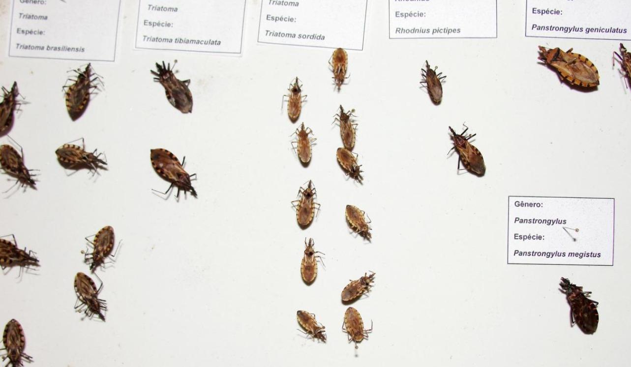 Sespa recomenda atenção aos sintomas suspeitos de doença de Chagas