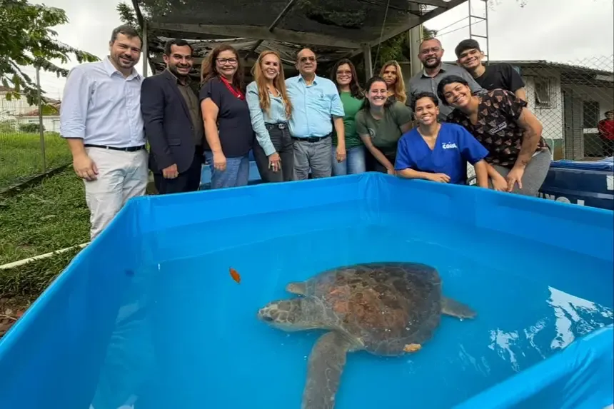 Tartaruga marinha resgatada em Salinópolis retorna ao mar no Pará