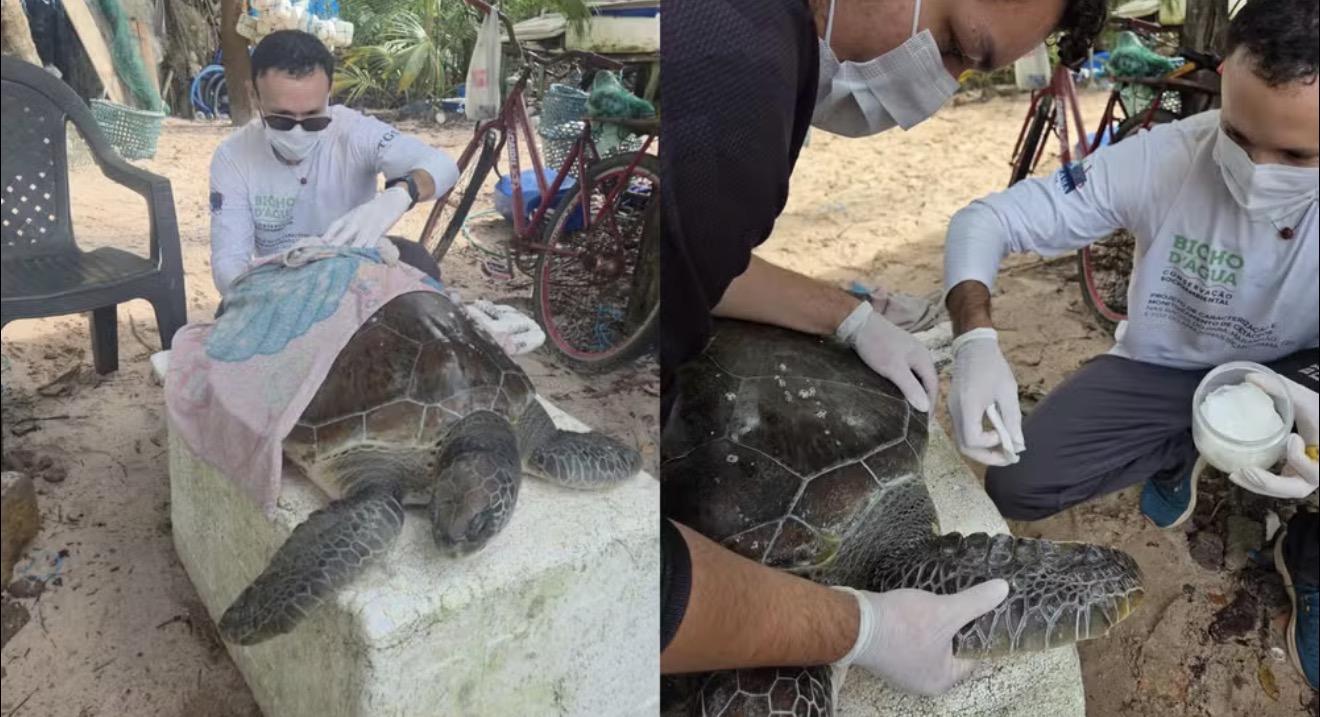 Tartaruga-verde ameaçada é resgatada com vida perto de Belém