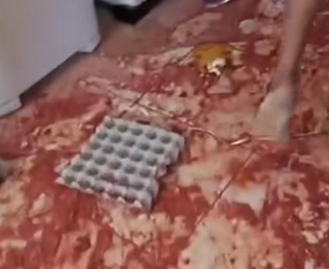 VÍDEO: Vândalos destroem merenda escolar e professora chora, em Castanhal