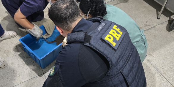 Arraias em situação de maus-tratos são resgatadas pela PRF na BR-316, em Castanhal