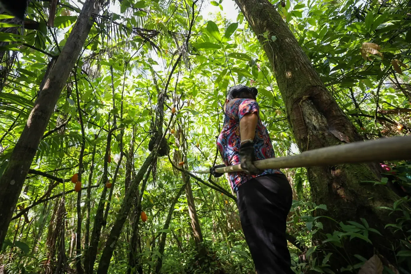 Governo do Pará lança ‘Acelera Ater’ para injetar R$ 222 milhões na agricultura familiar