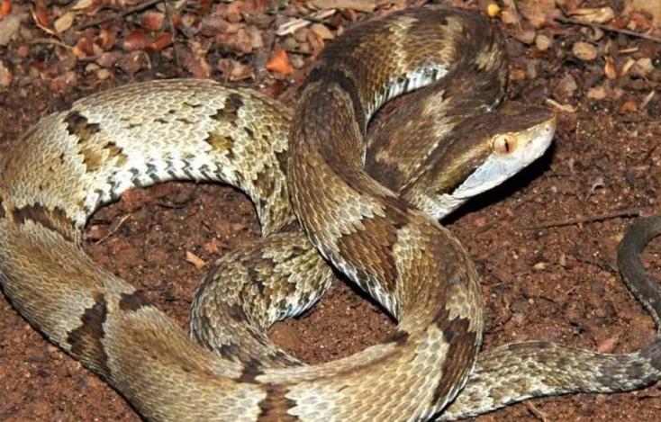 Mulher de 92 anos morre após ataque de jararaca em fazenda no Marajó