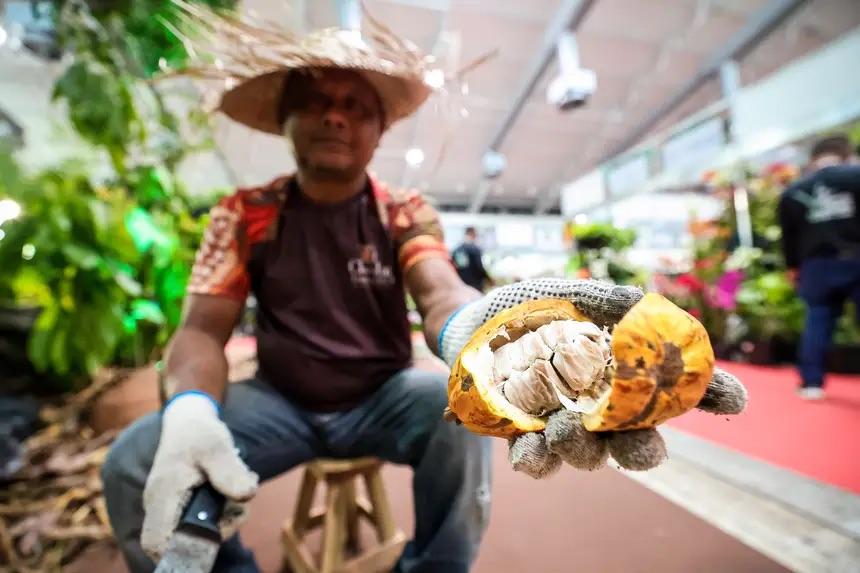 Pará lidera produção de cacau no Brasil e concentra mais de 50% da riqueza do setor