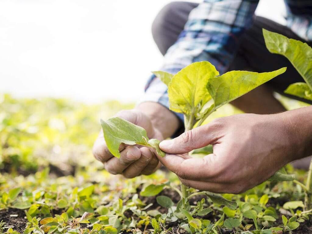 Prefeitura de Goianésia do Pará amplia atendimentos aos produtores da Comunidade Santa Paula