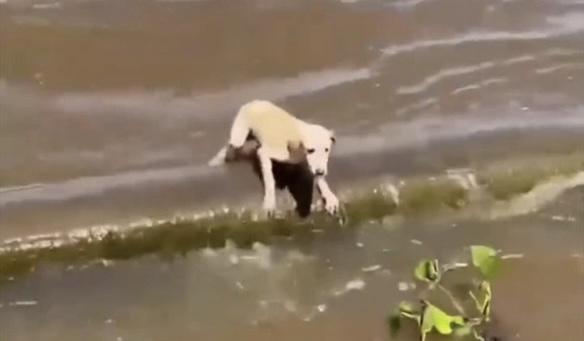 Cadela à deriva no Rio Amazonas é resgatada por tripulantes de barco que seguia para o Festival de Parintins