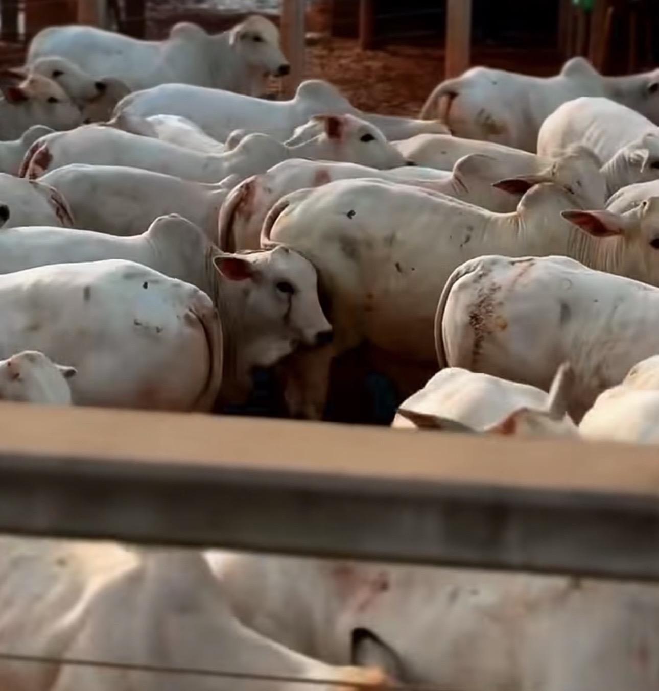 Platina Foods fortalece negócios entre Xinguara e a China por meio da exportação de carne bovina