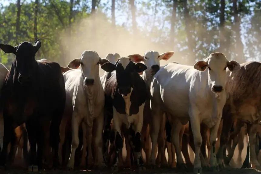 Agro do Pará ganha força no exterior, com São Félix do Xingu e Novo Repartimento puxando a pecuária