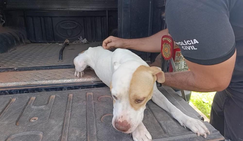 Barbeiro é preso por maus-tratos a cães em Paragominas