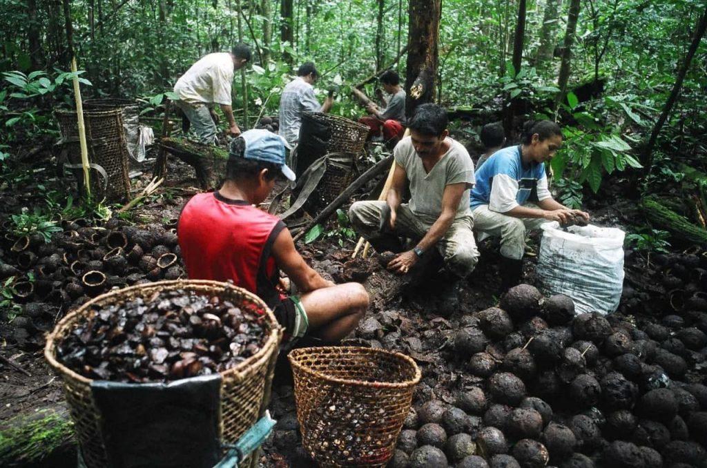 Égua, mano! Trump deixa açaí e castanha-do-pará fora de novo tarifaço