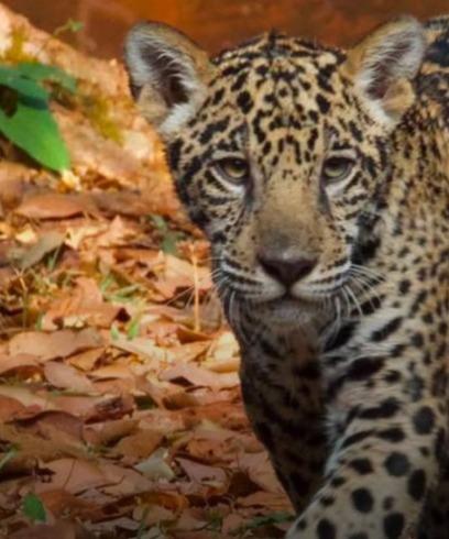 Filhote de onça-pintada Xingu completa seis meses e se prepara para receber visitantes no BioParque Vale Amazônia