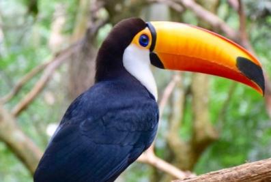 Homem é preso após matar tucano a tiros no Marajó